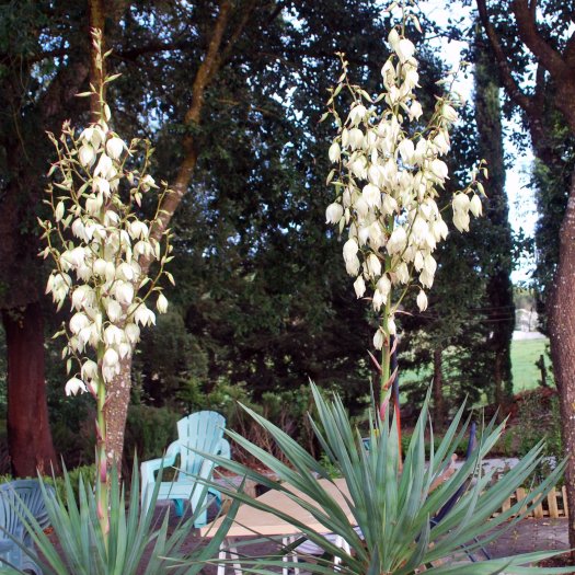 Yucca gloriosa